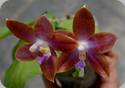 Phal. Jiaho Purple Eagle